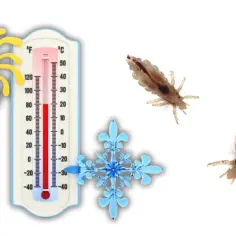 Termometr i symbole słońca i śnieżynki obok wszy. Czy suszarka zabija wszy? Wysoka temperatura może pomóc.